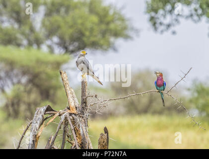 Un Gray crécerelle (Falco ardosiaceus) et d'un mauve-breasted roller (Coracias caudatus) regarder l'un l'autre en Tanzanie Banque D'Images