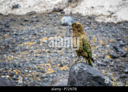 Kea Parrot perché sur une fusée d'une vallée enneigée dans le Parc National de Fiordland sur le sud de l'île de la Nouvelle-Zélande. Banque D'Images