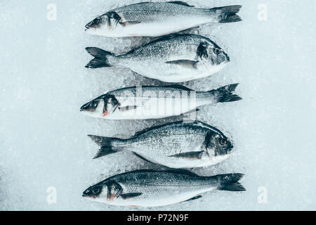 Vue de dessus de frais gourmand de fruits de mer non cuits sur la glace Banque D'Images