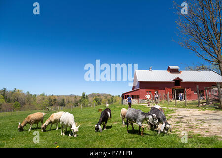 Au printemps Carl Sandburg Goat Farm , un lieu historique national, Flat Rock, North Carolina, USA Banque D'Images