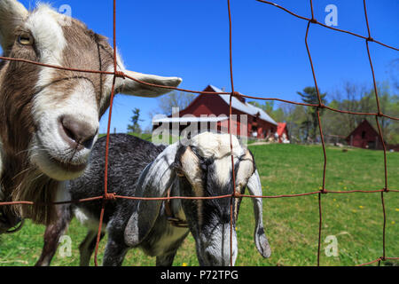 Au printemps Carl Sandburg Goat Farm , un lieu historique national, Flat Rock, North Carolina, USA Banque D'Images