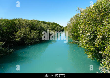Les mangroves arbres, Broome, Australie occidentale, Kimberley Ouest Banque D'Images
