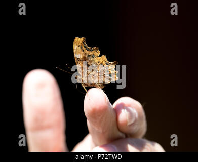 Comma Butterfly reposant sur des doigts. Banque D'Images