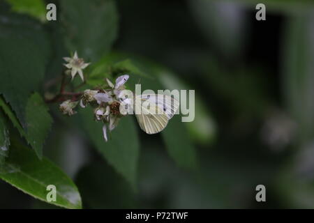 Jolie femelle blanc veiné vert (seconde couvée) butterfly Banque D'Images