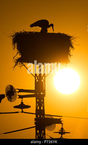 Laatzen, Deutschland. 06 Juin, 2018. 06.06.2018, Basse-Saxe, Laatzen : un adulte cigogne blanche (Ciconia ciconia) et les jeunes d'arrêt Stork au coucher du soleil sur un nid dans l'Leinemasch au sud de Hanovre. Dans le nid de cigogne, un couple de Cigognes attire cinq jeunes cigognes à la fois. Chaque jeune a besoin d'un kilo de Stork de nourriture par jour, qui doivent être chassés par les parents. Credit : Julian Stratenschulte/dpa | dans le monde d'utilisation/dpa/Alamy Live News Banque D'Images