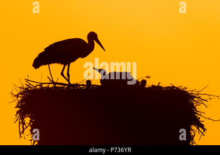 Laatzen, Deutschland. 06 Juin, 2018. 04.06.2018, Basse-Saxe, Laatzen : un adulte cigogne blanche (Ciconia ciconia) et cinq jeunes cigognes séjour au coucher du soleil sur un nid d'aigle dans l'Leinemasch au sud de Hanovre. Dans le nid de cigogne, un couple de Cigognes attire cinq jeunes cigognes à la fois. Chaque jeune a besoin d'un kilo de Stork de nourriture par jour, qui doivent être chassés par les parents. Credit : Julian Stratenschulte/dpa | dans le monde d'utilisation/dpa/Alamy Live News Banque D'Images