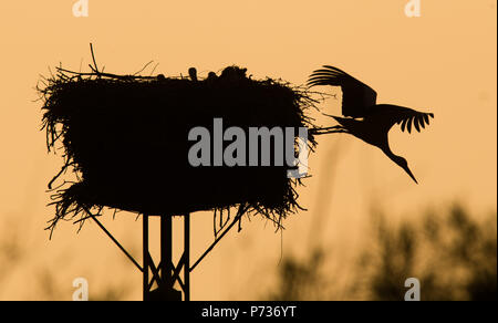 Laatzen, Deutschland. 06 Juin, 2018. 04.06.2018, Basse-Saxe, Laatzen : un adulte cigogne blanche (Ciconia ciconia) et cinq jeunes cigognes séjour au coucher du soleil sur un nid d'aigle dans l'Leinemasch au sud de Hanovre. Dans le nid de cigogne, un couple de Cigognes attire cinq jeunes cigognes à la fois. Chaque jeune a besoin d'un kilo de Stork de nourriture par jour, qui doivent être chassés par les parents. Credit : Julian Stratenschulte/dpa | dans le monde d'utilisation/dpa/Alamy Live News Banque D'Images