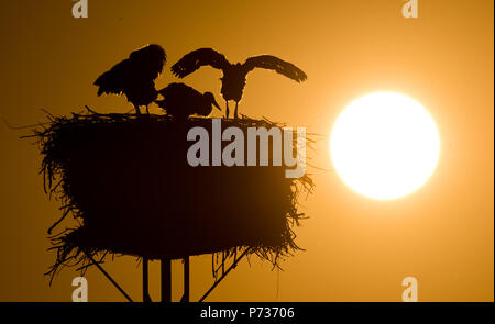 Laatzen, Deutschland. 06 Juin, 2018. 06.06.2018, Basse-Saxe, Laatzen : un adulte cigogne blanche (Ciconia ciconia) et les jeunes d'arrêt Stork au coucher du soleil sur un nid dans l'Leinemasch au sud de Hanovre. Dans le nid de cigogne, un couple de Cigognes attire cinq jeunes cigognes à la fois. Chaque jeune a besoin d'un kilo de Stork de nourriture par jour, qui doivent être chassés par les parents. Credit : Julian Stratenschulte/dpa | dans le monde d'utilisation/dpa/Alamy Live News Banque D'Images