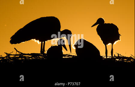 Laatzen, Deutschland. 06 Juin, 2018. 06.06.2018, Basse-Saxe, Laatzen : un adulte cigogne blanche (Ciconia ciconia) et les jeunes d'arrêt Stork au coucher du soleil sur un nid dans l'Leinemasch au sud de Hanovre. Dans le nid de cigogne, un couple de Cigognes attire cinq jeunes cigognes à la fois. Chaque jeune a besoin d'un kilo de Stork de nourriture par jour, qui doivent être chassés par les parents. Credit : Julian Stratenschulte/dpa | dans le monde d'utilisation/dpa/Alamy Live News Banque D'Images