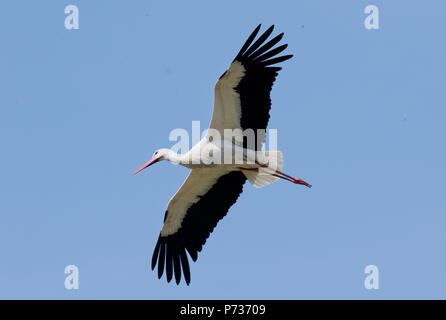 Laatzen, Deutschland. 06 Juin, 2018. 04.06.2018, Basse-Saxe, Laatzen : une cigogne blanche (Ciconia ciconia) va à Laatzen de son nid. Credit : Julian Stratenschulte/dpa | dans le monde d'utilisation/dpa/Alamy Live News Banque D'Images