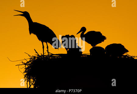 Laatzen, Deutschland. 06 Juin, 2018. 06.06.2018, Basse-Saxe, Laatzen : un adulte cigogne blanche (Ciconia ciconia) et cinq jeunes cigognes séjour au coucher du soleil sur un refuge dans le sud de Hanovre Leinemasch. Dans le nid de cigogne, un couple de Cigognes attire cinq jeunes cigognes à la fois. Chaque jeune a besoin d'un kilo de Stork de nourriture par jour, qui doivent être chassés par les parents. Credit : Julian Stratenschulte/dpa | dans le monde d'utilisation/dpa/Alamy Live News Banque D'Images