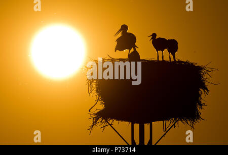 Laatzen, Deutschland. 06 Juin, 2018. dpatopbilder - 06.06.2018, Basse-Saxe, Laatzen : un adulte cigogne blanche (Ciconia ciconia) et les jeunes d'arrêt Stork au coucher du soleil sur un nid dans l'Leinemasch au sud de Hanovre. Dans le nid de cigogne, un couple de Cigognes attire cinq jeunes cigognes à la fois. Chaque jeune a besoin d'un kilo de Stork de nourriture par jour, qui doivent être chassés par les parents. Credit : Julian Stratenschulte/dpa | dans le monde d'utilisation/dpa/Alamy Live News Banque D'Images