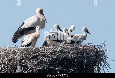 Laatzen, Deutschland. 06 Juin, 2018. 06.06.2018, Basse-Saxe, Laatzen : un adulte cigogne blanche (Ciconia ciconia) et les jeunes d'arrêt Stork au coucher du soleil sur un nid dans l'Leinemasch au sud de Hanovre. Dans le nid de cigogne, un couple de Cigognes attire cinq jeunes cigognes à la fois. Chaque jeune a besoin d'un kilo de Stork de nourriture par jour, qui doivent être chassés par les parents. Credit : Julian Stratenschulte/dpa | dans le monde d'utilisation/dpa/Alamy Live News Banque D'Images