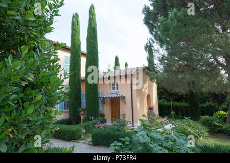 Une paire de cyprès (Cupressus sempervirens) dans une propriété Toscane (Montepulciano - Toscane). Le cyprès est un arbre caractéristique de la Toscane. Banque D'Images