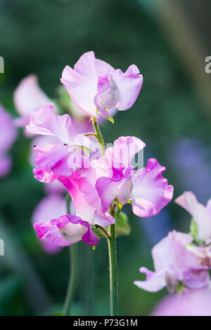 Gwendoline fleur Pois Banque D'Images