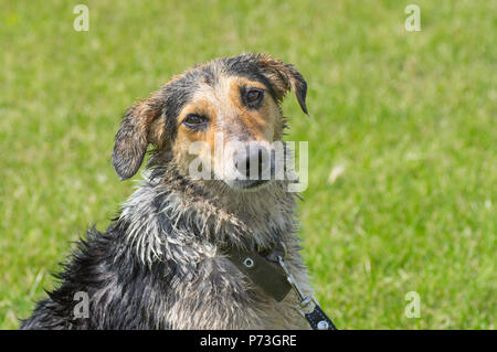 Portrait plein air de croix humide race de chien de chasse contre un arrière-plan vert Banque D'Images