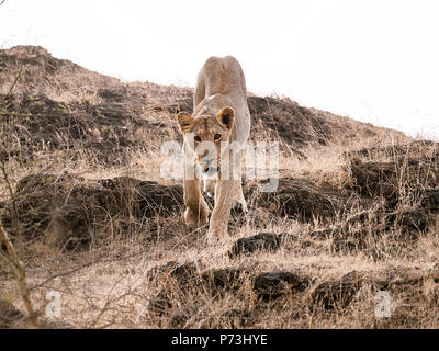 Différentes images de Lions/CUB/lionne au RIF Wildlife Sanctuary - Parc National de Gir, dans le Gujarat, en Inde au cours de l'été montrant différentes expressions Banque D'Images