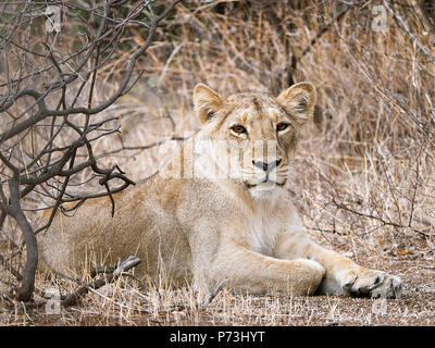 Différentes images de Lions/CUB/lionne au RIF Wildlife Sanctuary - Parc National de Gir, dans le Gujarat, en Inde au cours de l'été montrant différentes expressions Banque D'Images