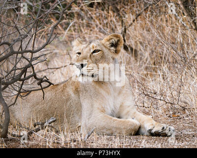 Différentes images de Lions/CUB/lionne au RIF Wildlife Sanctuary - Parc National de Gir, dans le Gujarat, en Inde au cours de l'été montrant différentes expressions Banque D'Images