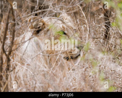 Différentes images de Lions/CUB/lionne au RIF Wildlife Sanctuary - Parc National de Gir, dans le Gujarat, en Inde au cours de l'été montrant différentes expressions Banque D'Images