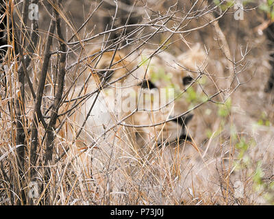 Différentes images de Lions/CUB/lionne au RIF Wildlife Sanctuary - Parc National de Gir, dans le Gujarat, en Inde au cours de l'été montrant différentes expressions Banque D'Images