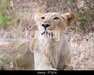 Différentes images de Lions/CUB/lionne au RIF Wildlife Sanctuary - Parc National de Gir, dans le Gujarat, en Inde au cours de l'été montrant différentes expressions Banque D'Images