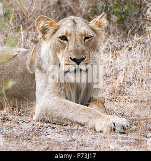 Différentes images de Lions/CUB/lionne au RIF Wildlife Sanctuary - Parc National de Gir, dans le Gujarat, en Inde au cours de l'été montrant différentes expressions Banque D'Images