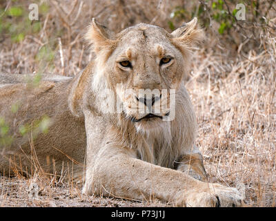 Différentes images de Lions/CUB/lionne au RIF Wildlife Sanctuary - Parc National de Gir, dans le Gujarat, en Inde au cours de l'été montrant différentes expressions Banque D'Images