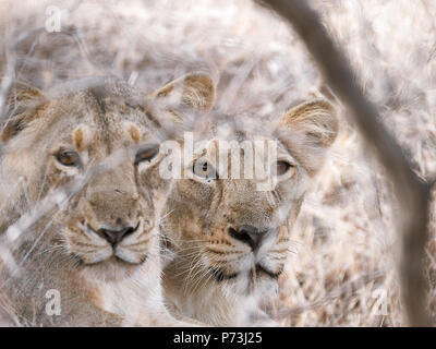 Différentes images de Lions/CUB/lionne au RIF Wildlife Sanctuary - Parc National de Gir, dans le Gujarat, en Inde au cours de l'été montrant différentes expressions Banque D'Images