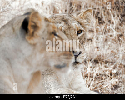 Différentes images de Lions/CUB/lionne au RIF Wildlife Sanctuary - Parc National de Gir, dans le Gujarat, en Inde au cours de l'été montrant différentes expressions Banque D'Images