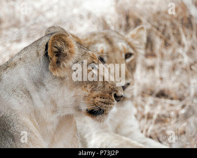 Différentes images de Lions/CUB/lionne au RIF Wildlife Sanctuary - Parc National de Gir, dans le Gujarat, en Inde au cours de l'été montrant différentes expressions Banque D'Images