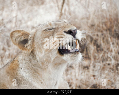 Différentes images de Lions/CUB/lionne au RIF Wildlife Sanctuary - Parc National de Gir, dans le Gujarat, en Inde au cours de l'été montrant différentes expressions Banque D'Images