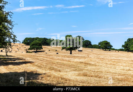 Un champ de chaume avec balles de foin, Middlesex, Angleterre, Royaume-Uni. Banque D'Images