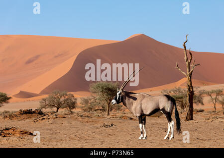 Gemsbok, Oryx gazella derrière les dunes rouges de Sossusvlei en Namibie, safari de la faune Banque D'Images
