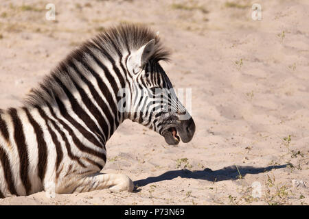 Le zèbre de Burchell ludique veau en brousse africaine, Etosha National Park, Namibie Faune La faune safari Banque D'Images