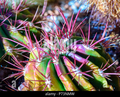 La vie toujours colorl macro portrait d'un cactus avec des pointes de fero violet sur fond naturel vu du haut Banque D'Images