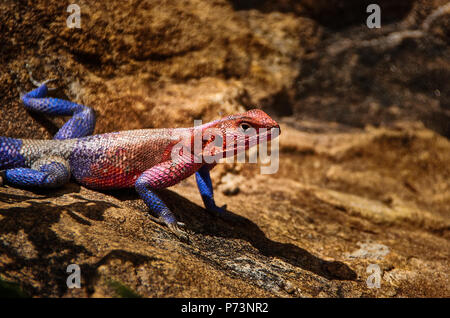 Arc-en-ciel d'Afrique Lézard Agama Agama agama (close-up). Aussi connu comme agama commun ou à tête rouge rock agama. Parc national de Masai Mara, Kenya Banque D'Images