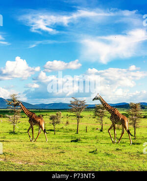 Groupe de girafes balade en savane africaine dans le Masai Mara national reserve Banque D'Images