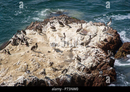 Troupeau de Pelecanus thagus péruvienne (pélicans) sur la roche close up dans le parc national de Paracas, Pérou Banque D'Images