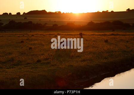 Cows grazing in field at sunset Banque D'Images