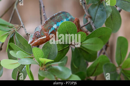 Panther chameleon Furcifer pardalis sur une branche Banque D'Images