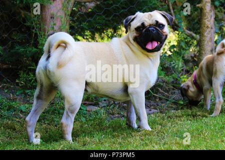 Un ans homme chien Pug in garden Banque D'Images