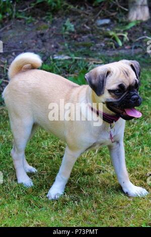 Une femme âgée de trois mois Chug (Pug) cross Chihuahua chiot dans un jardin Banque D'Images