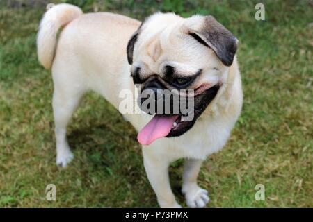 Un ans homme chien Pug in garden Banque D'Images