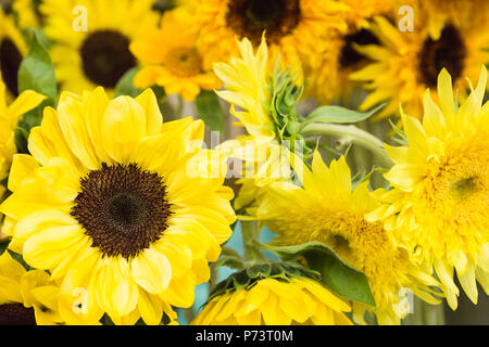 Helianthus annuus, disposées au hasard des tournesols en environnement urbain. Banque D'Images