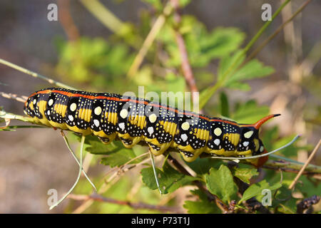 L'euphorbe sphinx gallium hawk moth caterpillar dans la forêt Banque D'Images