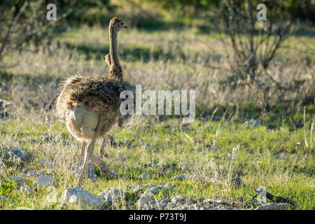 - L'Autruche Struthio camelus - poussins dans le bush d'Etosha, Namibie. Banque D'Images