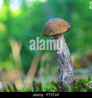 Le Leccinum pseudoscabrum dans la forêt de champignons Banque D'Images