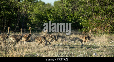 Six - Autruche Struthio camelus - poussins dans le bush d'Etosha, Namibie. Banque D'Images