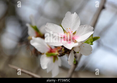 Fleurs sur un amandier en fleurs Banque D'Images